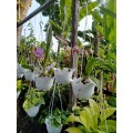 Anggrek golden shower
